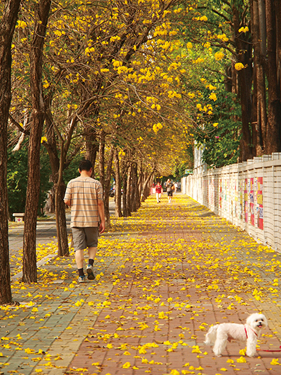 台南市區林森路上落英繽紛的美景。