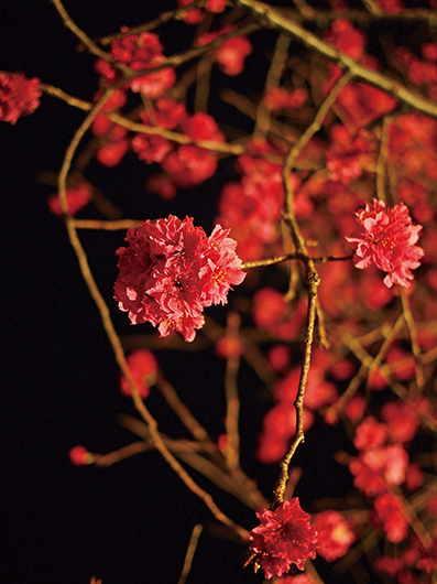 「樂活夜櫻季」已成為每年春天的熱門活動。