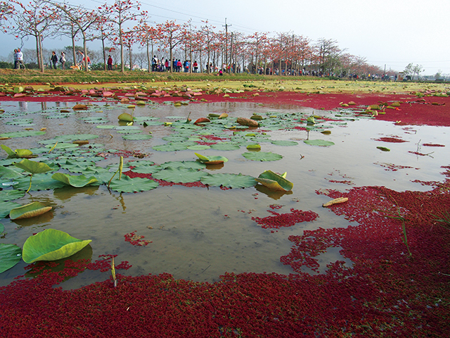 木棉花道旁的蓮花池上出現整片奇特的紅色，這是蕨類「滿江紅」。