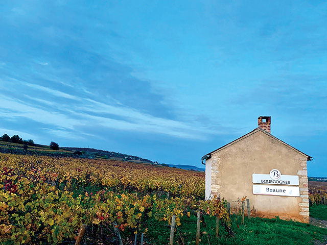 在Bourgogne頂級葡萄園，Alex有了前所未有的感受與體驗。Alex提供