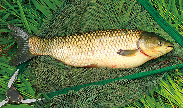 草魚是台灣水產試驗所早期研究開發的淡水養殖魚。Adobe Stock