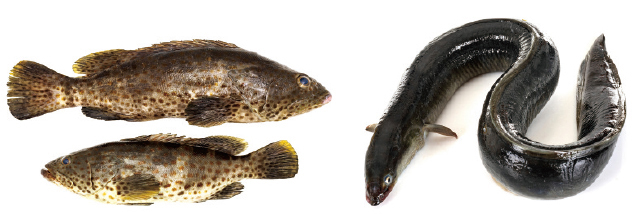 石斑魚（左）和鰻魚（右）都屬高經濟魚種，但繁殖技術大不相同。Adobe Stock