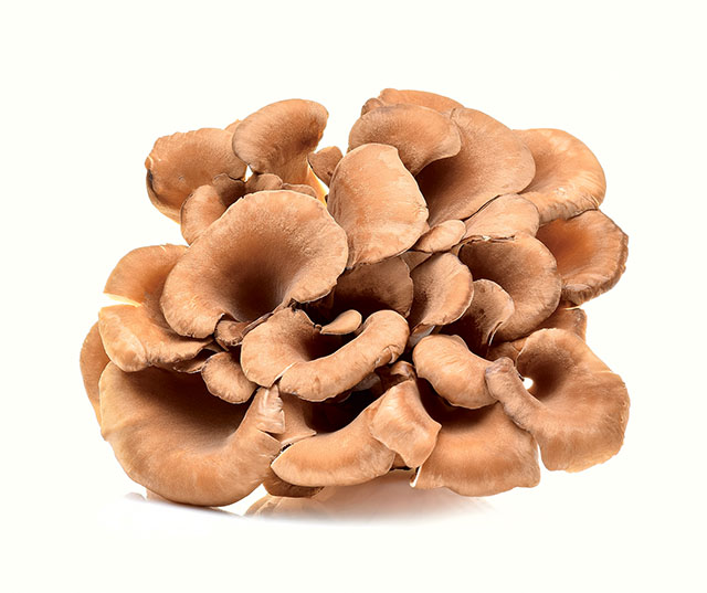 舞菇外型呈片狀，層層交疊的姿態宛如盛開的褐色小花。