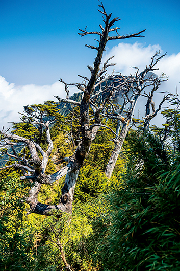 北大武山著名的原始鐵杉林景觀。