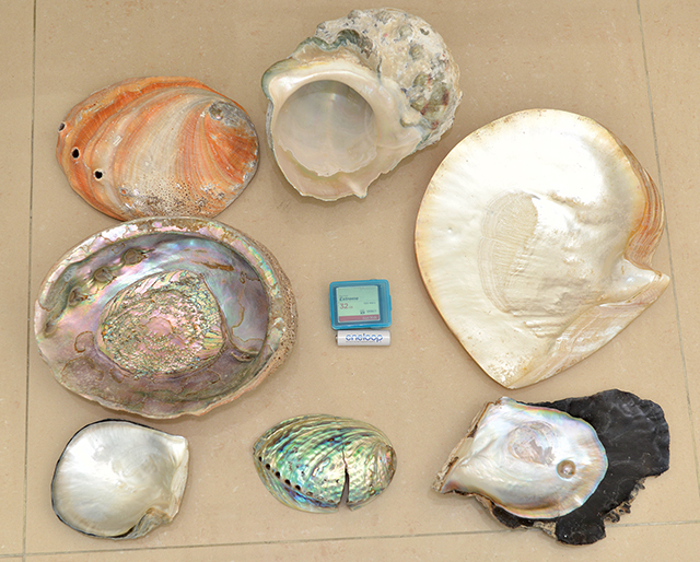 螺鈿材料：鮑魚、珠貝、珍珠貝、夜光螺等。王正宗攝影