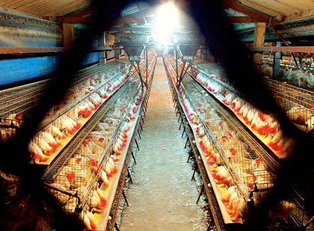 台灣缺蛋第一個原因是致病力與致死率高的「高病原性禽流感」在全球蔓延，造成種雞大量折損。圖為彰化一家養雞農場。Getty Images
