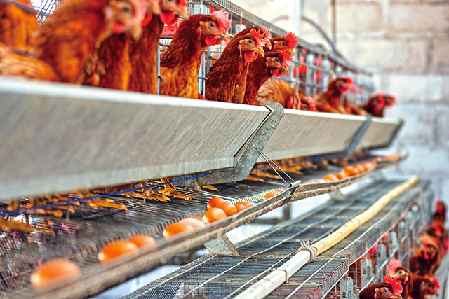 溯源台灣大多數養雞場，仍以格子籠為大宗。Adobe Stock