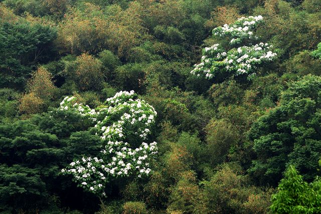 原鄉山林裡與世無爭的寧靜，讓枝頭上的花兒更顯孤芳自賞之美。蘇玉芬攝影
