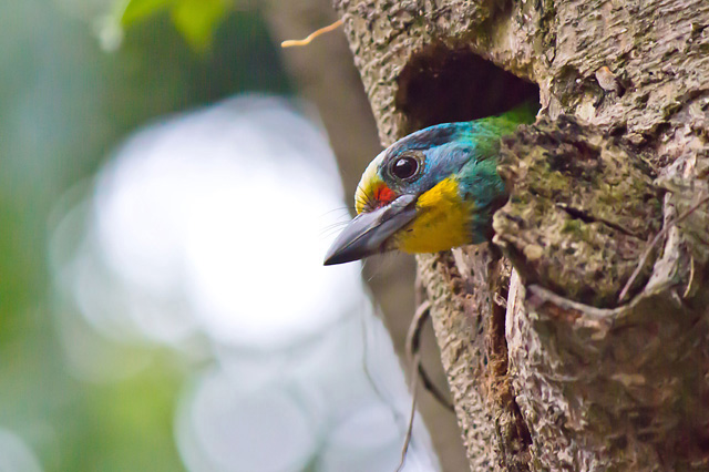 2012年8月3日，可能創同一樹洞哺育第三胎紀錄的五色鳥。