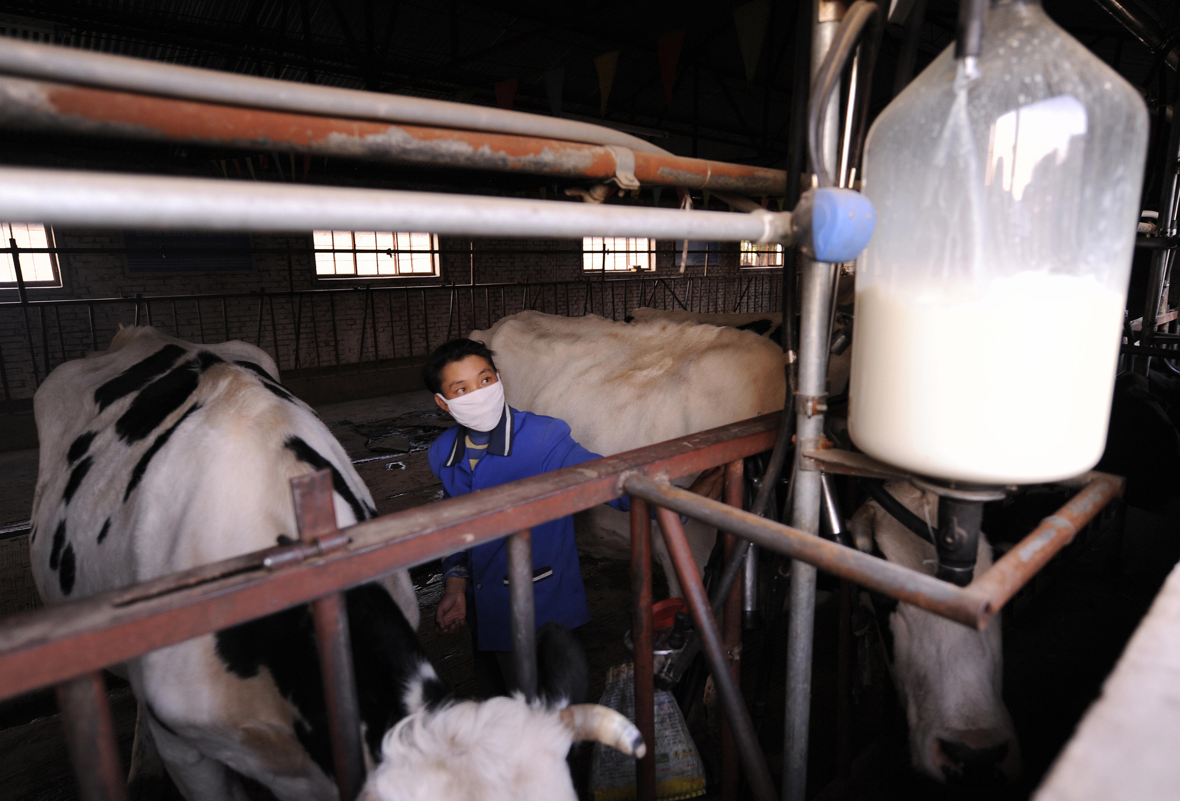 奶農往鮮奶摻水、摻尿素在中國是普遍現象，圈內人幾乎都知道。