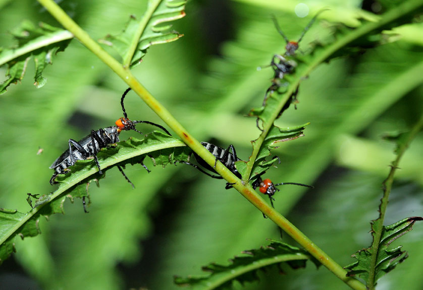 螢火蟲科的紅頭地瞻正在啃食鳳尾蕨的葉片。