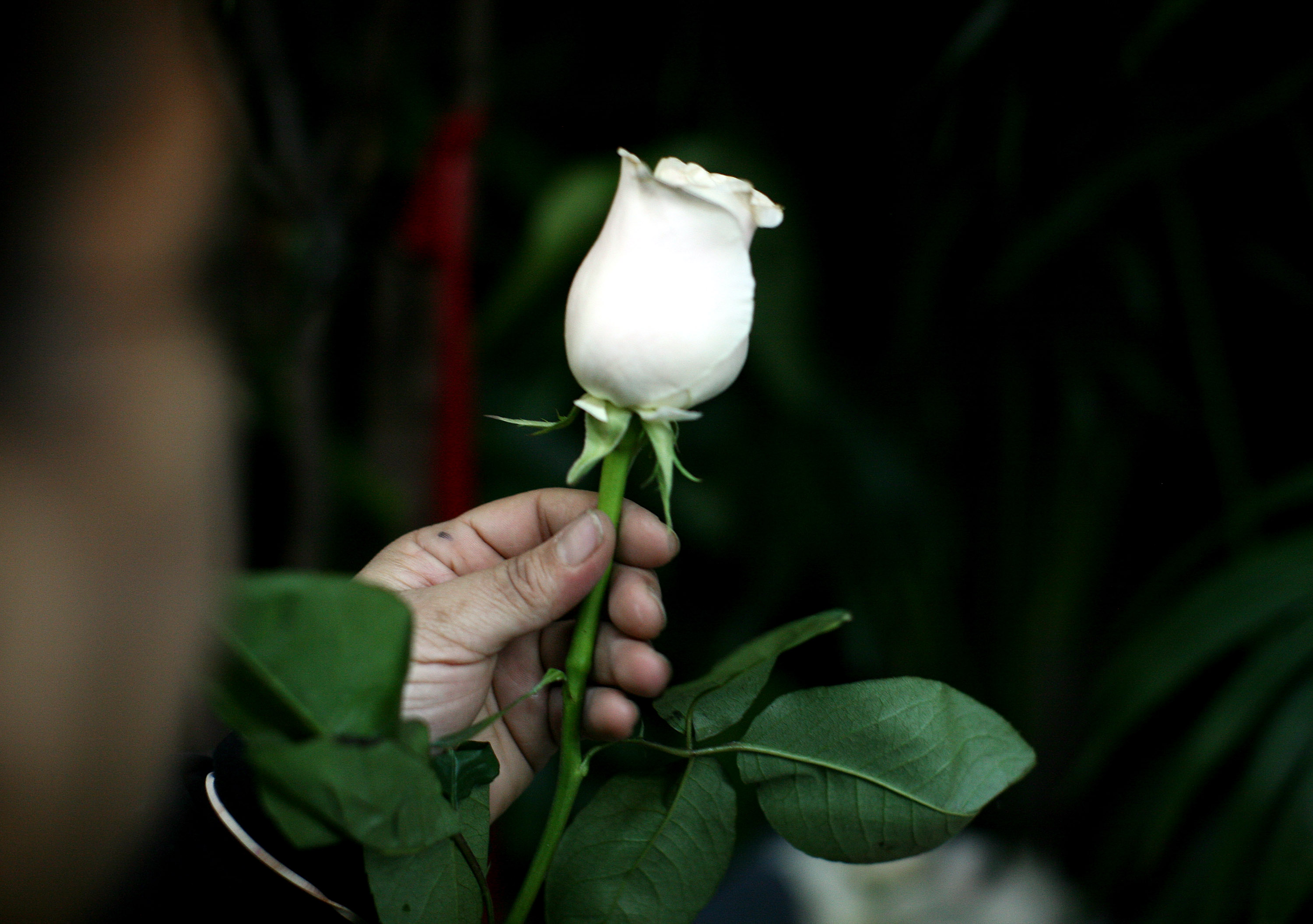 我留意到了拓印在帕面上的一朵白玫瑰，不僅僅是花瓣已見零落，色澤也褪了……
