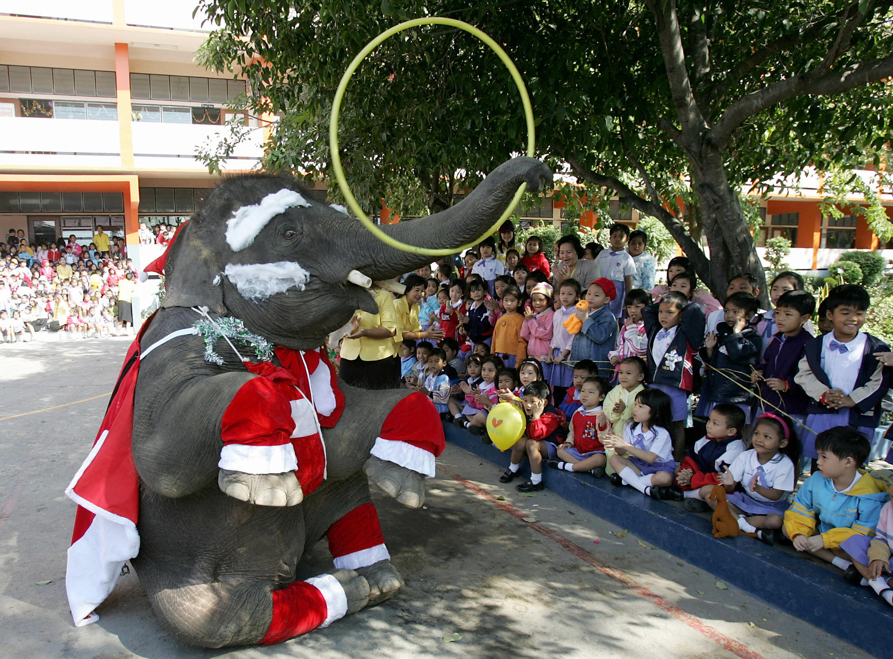 訓練有素的大象也在耶誕節慶表演搖呼拉圈。