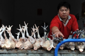 中國禽流感問題嚴重，雞隻還可能含有違禁成分，奧運儲備運動員只好自己養雞吃。Getty Images