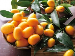 金橘是宜蘭重要農產，年產量約占全台產量90%。橘之鄉提供
