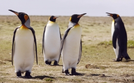 如果全球暖化持續下去，模樣可愛、討人喜歡的帝王企鵝，預計可能在西元2040年的夏天將完全消失。