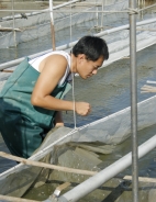 雖然養魚工作不輕鬆，邱國彰仍然願意回鄉承接邱益華的事業。