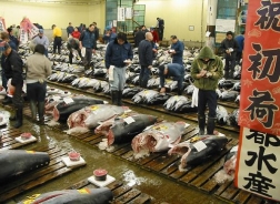 日本發表黑鮪魚全新養殖技術