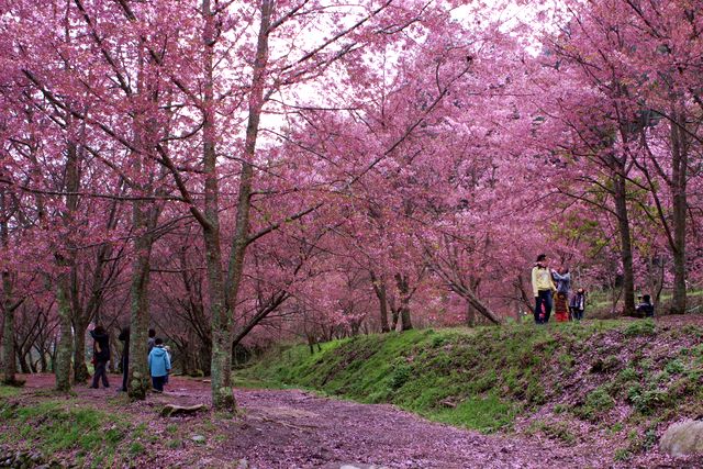 盛開的櫻花染滿武陵農場，讓人驚豔不已。