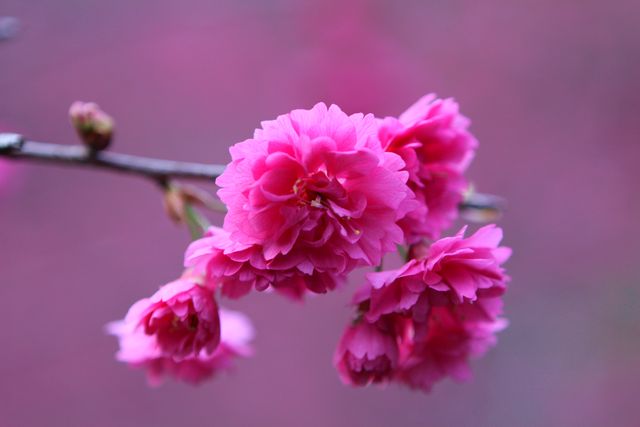 武陵農場的櫻花季將持續到三月下旬。