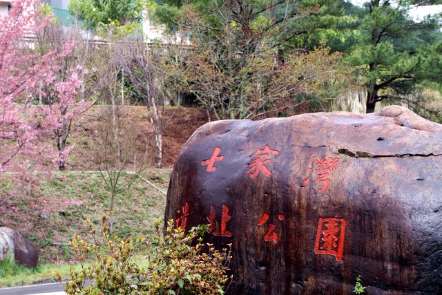 「七家灣文化遺址」旁亦植有滿山的櫻花樹。