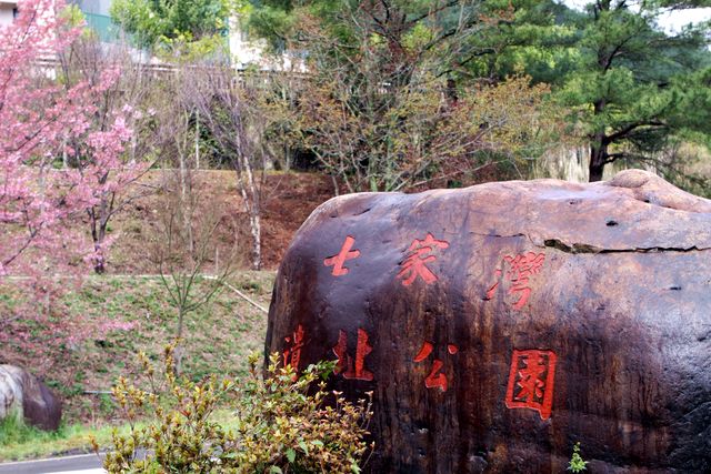 「七家湾文化遗址」旁亦植有满山的樱花树。