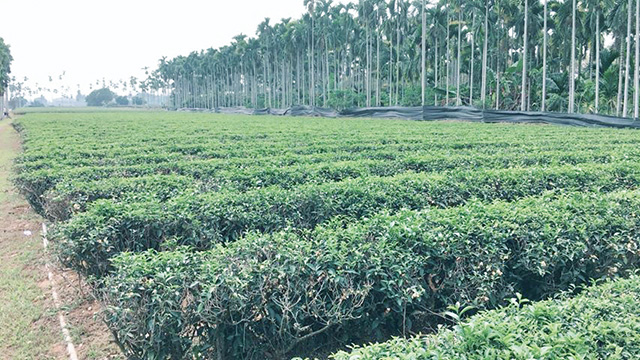 採用「蟲草共生」自然農法的茶園充滿生命力 1。福大同茶莊提供