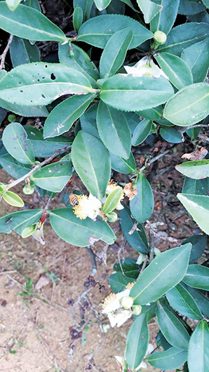 採用「蟲草共生」自然農法的茶園充滿生命力 2。福大同茶莊提供