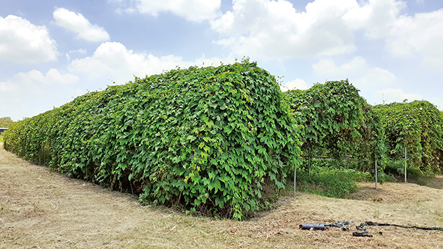 陳俊吉的木鱉果農場採瓜棚式種植，整個農場遠遠望去像是綠油油的堡壘。岳翔雲攝影