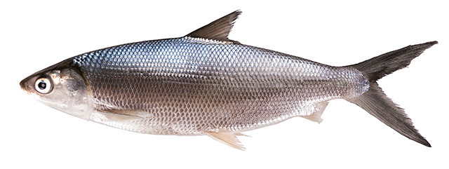 虱目魚便宜又營養，是庶民蛋白質最好的來源。Adobe Stock
