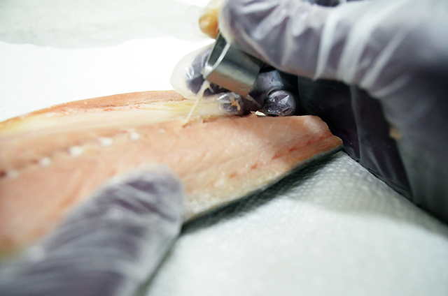 從冷凍庫取出後，要在最短的時間內將魚去刺、包裝，讓魚保持在最佳的鮮度。2