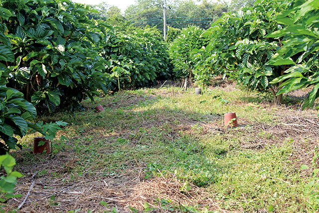 禾津果園採低密度種植與草生栽培。
