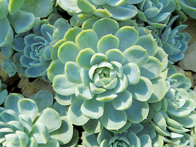 擬石蓮花屬（Echeveria）