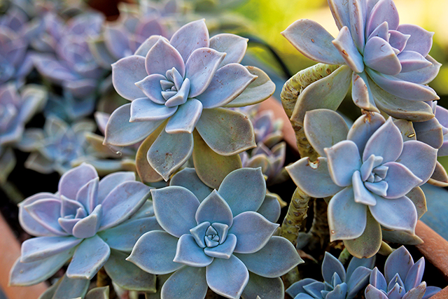 風車草屬（Graptopetalum）