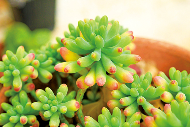 佛甲草屬（Sedum）