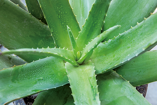 蘆薈屬（Aloe）