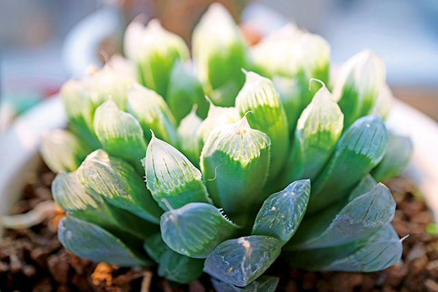 十二卷屬（Haworthia）