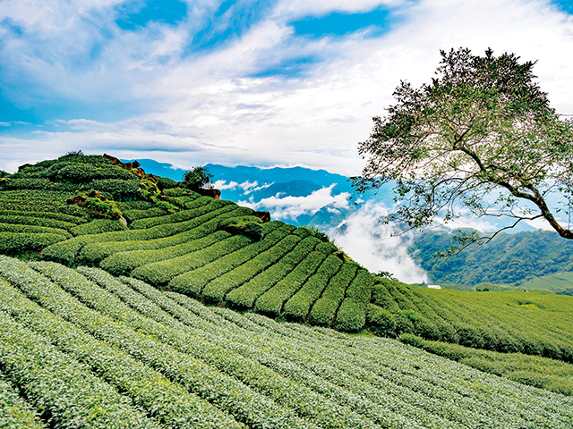 嘉慶、咸豐年間在台灣北部瑞芳與南投鹿谷一帶就有栽種烏龍茶，此為台灣茶濫觴。圖為阿里山高山茶園。Adobe Stock