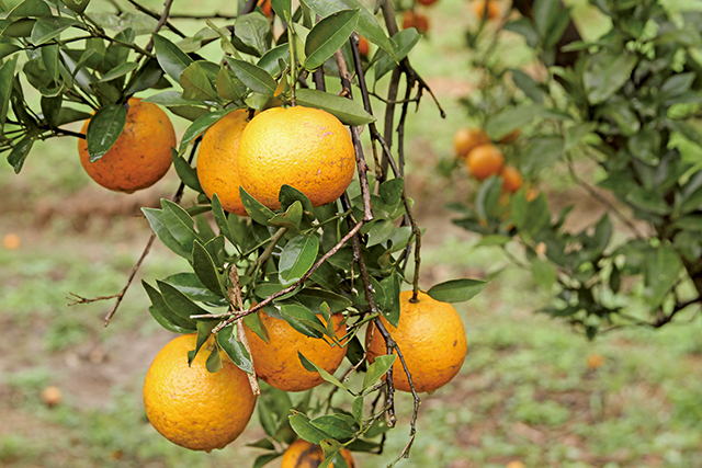 橘子為芸香科柑橘屬的一種水果，適合生長在熱帶與亞熱帶地區。李唐峰攝影