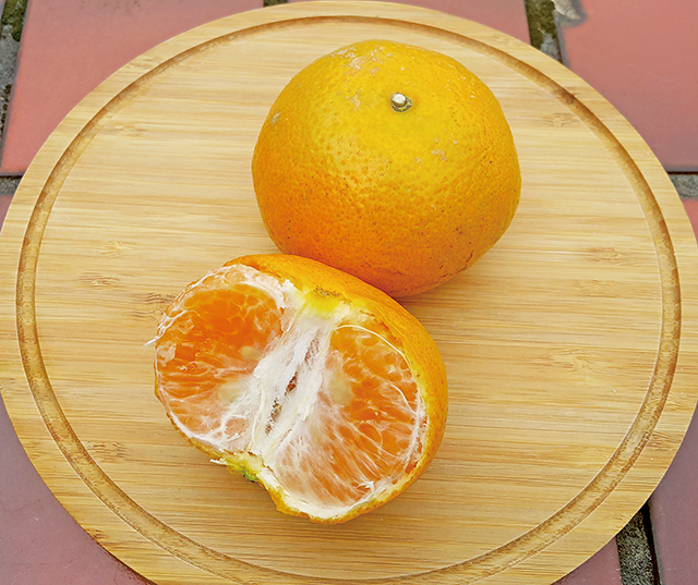 桶柑果色橙黃，外皮較為光滑，果皮與果肉間緊實。愈粼粼攝影