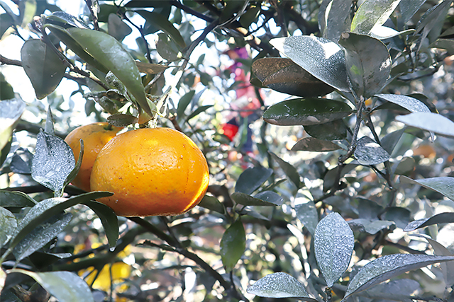 茂谷柑果型為扁圓狀，果色明亮橙黃，是許多人拜拜、送禮之水果選擇。陳英豪攝影
