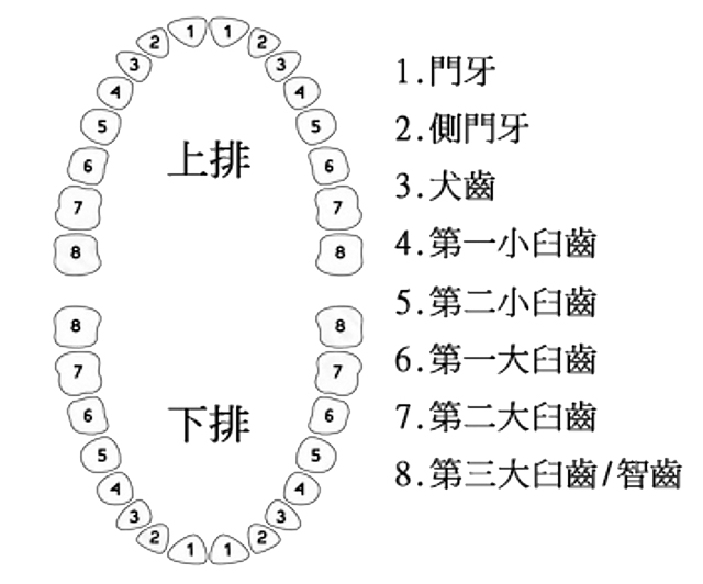 恆牙