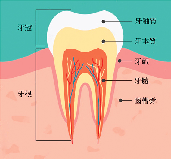 牙齒的構造