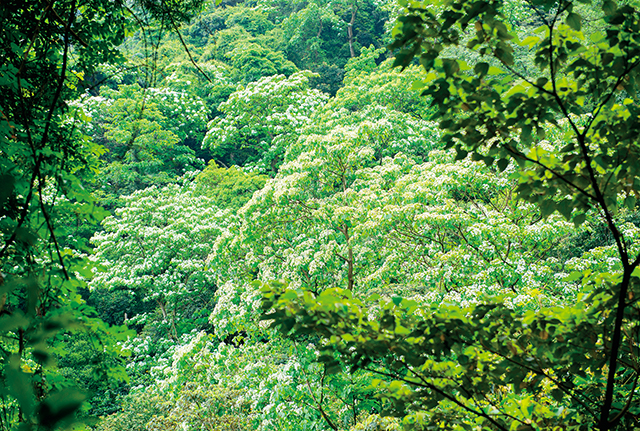 遠眺山巒，翠綠的山林中，點綴著一叢叢白花花的油桐樹。Adobe Stock