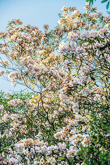 進入4月，有些杜鵑開花了。