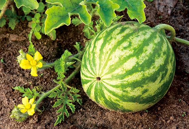 西瓜為藤本植物，幼苗時期為直立生長，之後莖蔓會轉為匍匐於地面生長、結出果實。其葉子具有裂緣，形狀宛如羽毛，花朵為五瓣黃花，全株具有細毛。