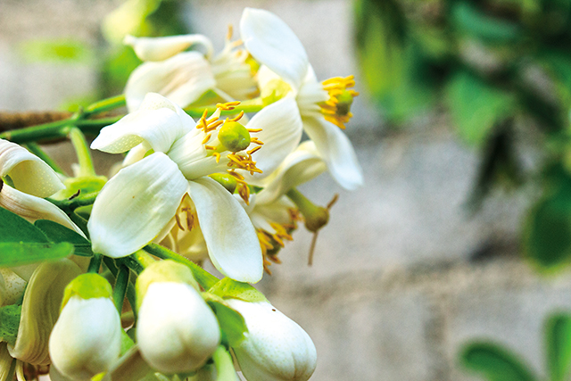 柚子於每年3至4月的春天開出白花，花香濃郁、花瓣厚實。Adobe Stock 