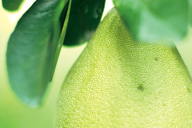 柚子表皮上可見一點一點綠色的油胞，富含精油。吳長益攝影