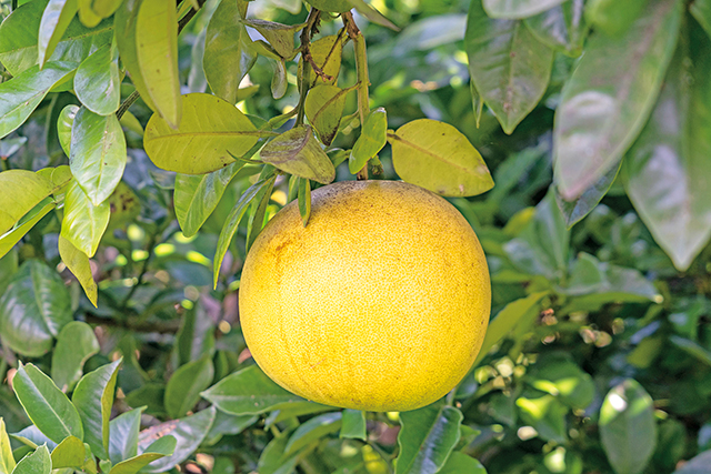 晚白柚外型呈圓球狀，果色為淡黃色，為日本熊本縣的知名特產。Adobe Stock