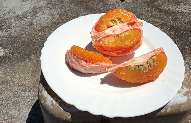 麻豆紅柚果肉鮮紅晶瑩，汁囊的先端微微呈淡黃色，含有類胡蘿蔔素等營養成分。愈粼粼攝影